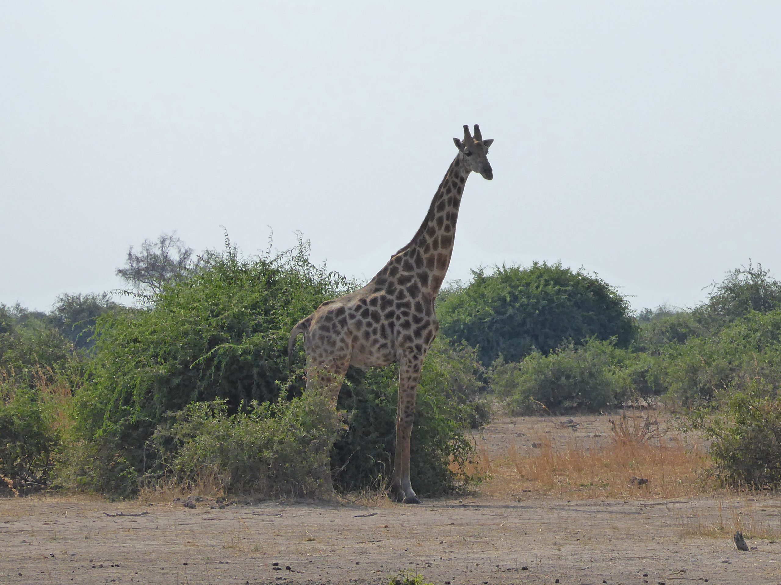 Radreise Afrika 2014 - Chobe NP - Giraffe