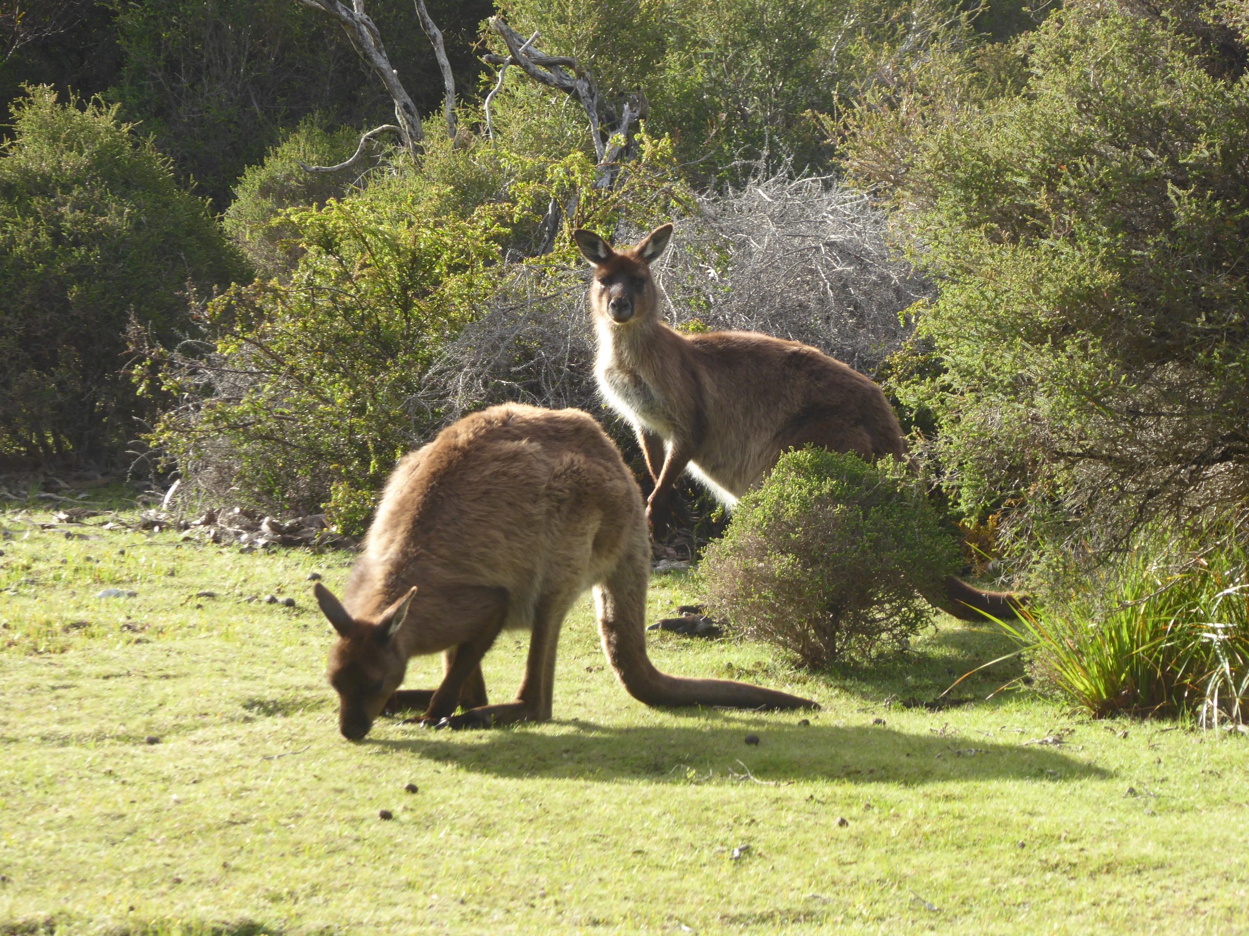 Radreise Australien 2016 - Kangaroo Island - Riesenkängurus (Macropus fuliginosus)
