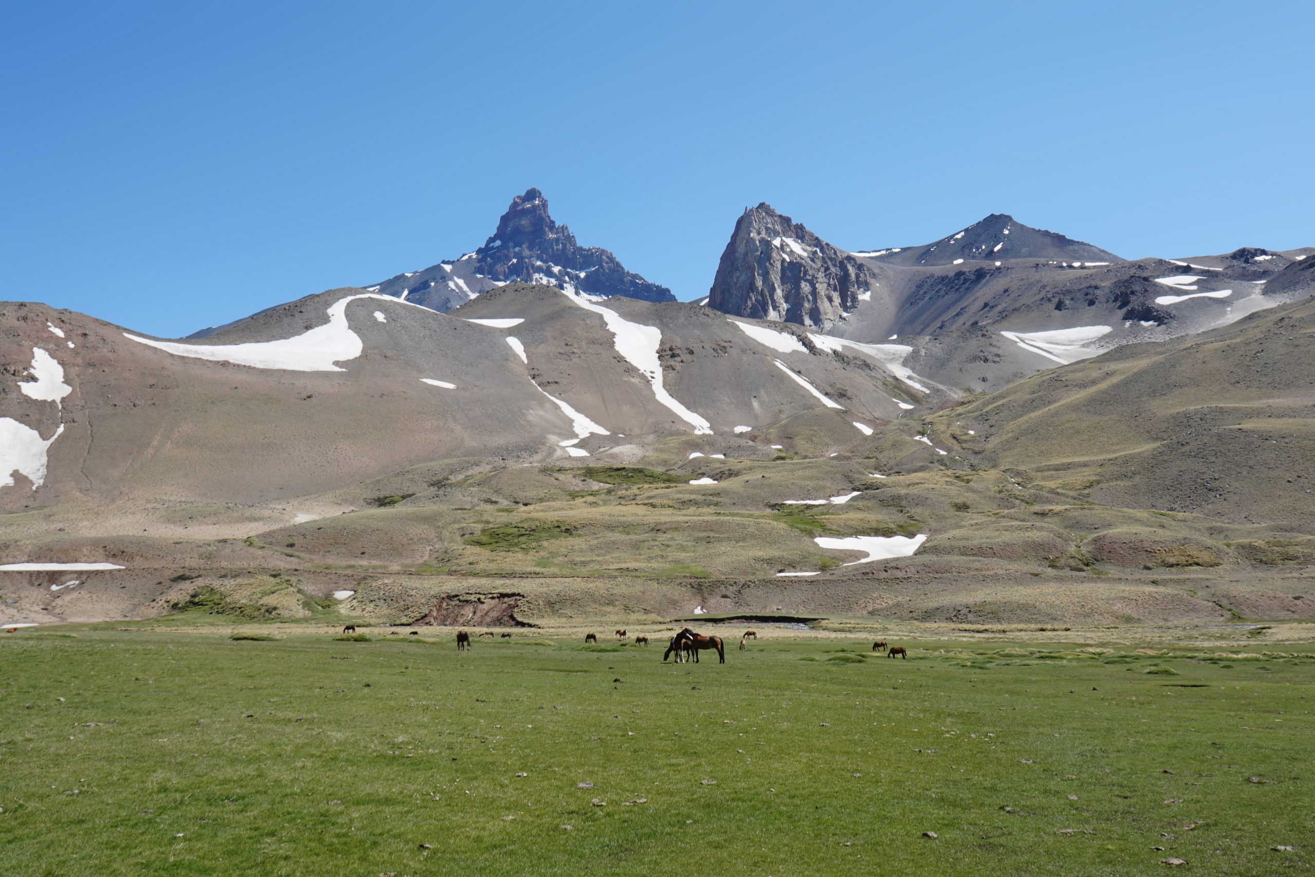 Radreise Südamerika 2019 - Pferde am Paso Pehuenche, Cerro Campanario (3.943m)