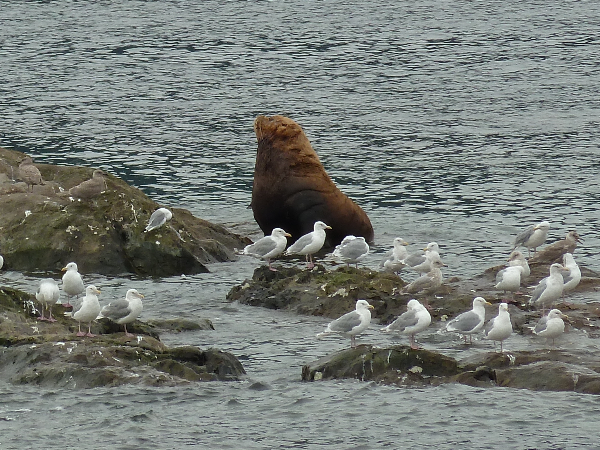 Radreise Alaska 2010 - Stellerscher Seelöwe (Stellar Sea Lion)